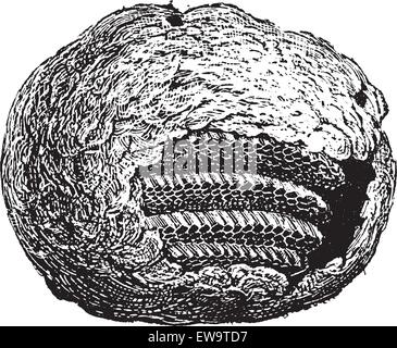 Wasp Nest, teilweise Querschnitt an, Kamm, Zellen, aus gekaut Holzfaser, Vintage eingravierten Abbildung. Wörterbuch der Wörter und Dinge - Larive und Fleury - 1895 Stock Vektor