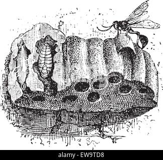 Nest der Sphecid Wasp oder Sceliphron spirifex, aus Lehm, Zelle Querschnitt zeigt ein Larven, Vintage eingravierten Abbildung. Wörterbuch der Wörter und Dinge - Larive und Fleury - 1895 Stock Vektor