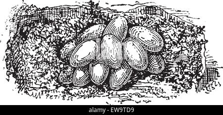 Der Bumblebee oder Bombus sp Nest., unterirdisch gebaut, Eier, Vintage eingravierten Abbildung. Wörterbuch der Wörter und Dinge - Larive und Fleury - 1895 Stock Vektor