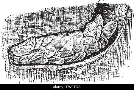 Der leafcutter Biene oder Megachile sp Nest., gebildet von gekaut Blüten und Blätter, in einer Höhle auf dem Boden, Vintage eingravierten Abbildung. Wörterbuch der Wörter und Dinge - Larive und Fleury - 1895 Stock Vektor