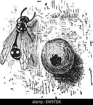 Nest der Potter Wasp oder Eumenes sp., aus Lehm, pot-förmige, Vintage eingravierten Abbildung. Wörterbuch der Wörter und Dinge - Larive und Fleury - 1895 Stock Vektor