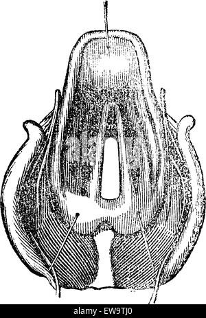 Draufsicht des Kehlkopfes, graviert Vintage Illustration. Magasin Pittoresque 1875. Stock Vektor