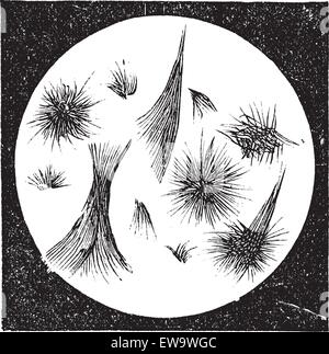 Alten graviert Außenillustration Stearin Kristalle unter Mikroskop. Industrielle Enzyklopädie E.-O. Lami - 1875. Stock Vektor