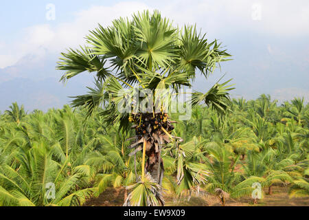 Palmyra-Palme Baum Indien Borassus Flabellifer Palmyra-Palme Baum mit Früchten in Palakkad, Kerala Indien Stockfoto