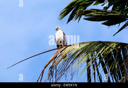 Brahminy Kite Adler Vogel auf Kokospalme Blatt sitzen in Kerala Indien Stockfoto