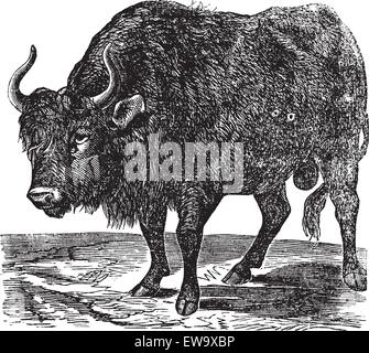 Der amerikanische Bison, Bison oder American Buffalo. Vintage Gravur. Alte gravierte Darstellung eines American Buffalo in Nordamerika gefunden. Stock Vektor