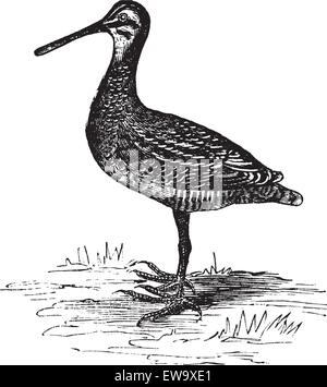 Wilsons Snipe , Scolopacidae, Gallinago oder Gallinago delicata. Vintage-Gravur. Alte gravierte Illustration eines Wilsons Schnepfenvogel, der in Nordamerika gefunden wurde. Stock Vektor