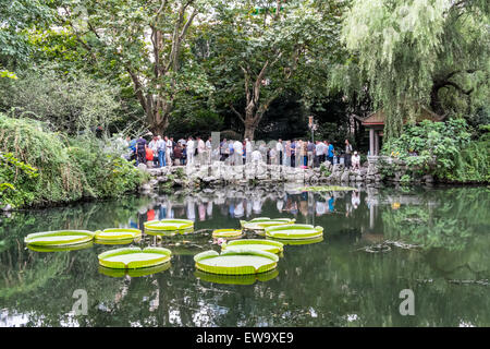Seerosen auf dem Teich schwimmen Stockfoto
