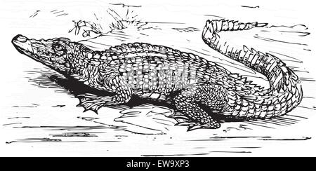 Gravur von einem Salzwasser-Krokodil, in schwarzen Linien. Crocodilus Biporcatus aus Trousset Enzyklopädie 1886-1891 Stock Vektor