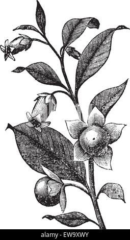 Bettina oder Tollkirsche Atropa belladonna, vintage oder Gravur. Alte eingravierten Abbildung: Bettina Pflanze, Blumen. Stock Vektor