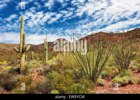 Rote Spitzen Ocotillo und stattlichen Saguaros dominieren die Frühlingslandschaft der Sonora-Wüste in Arizona Saguaro National Park. Stockfoto