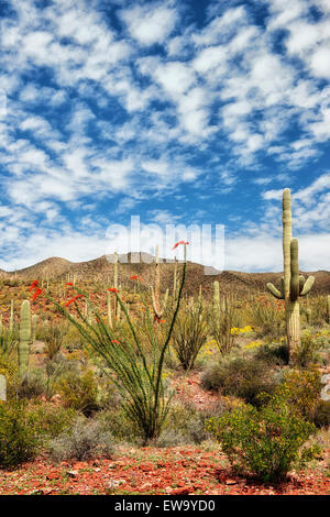 Rote Spitzen Ocotillo und stattlichen Saguaros dominieren die Frühlingslandschaft der Sonora-Wüste in Arizona Saguaro National Park. Stockfoto