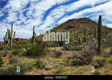 Frühling Blüte der mexikanischen Mohn unter den stattlichen Saguaros in der Sonora-Wüste und Arizona Saguaro-Nationalpark. Stockfoto