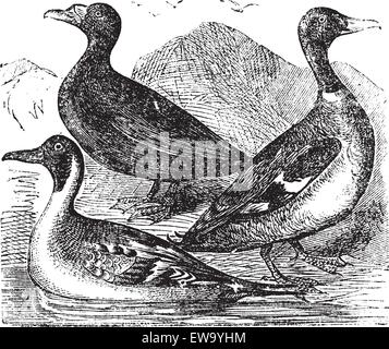 Stockente, nördlichen Löffelente und gemeinsamen Ente oder Süßwasser Ente Drake Vintage Gravur. Alte graviert Darstellung der wilden Enten Stock Vektor