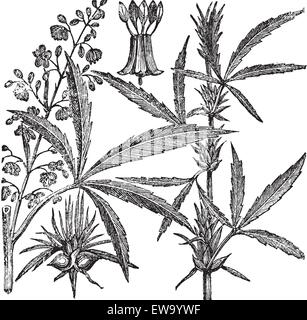 Hanf, Cannabis sativa, Cannabis Indica, Cannabis ruderalis oder Chanvre vintage Gravur. Alte eingravierten Abbildung einer Hanf. Männliche Pflanze (links). Weibliche Pflanze (rechts). Stock Vektor
