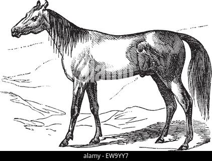 Arabisches Pferd oder arabischen Pferd oder Equus Ferus Caballus, Vintage-Gravur. Alten graviert Illustration des arabischen Pferdes. Stock Vektor