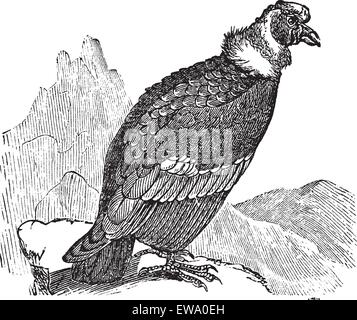 Andenkondor oder Vultur Kondor, Vintage-Gravur. Alten gravierte Darstellung der Andenkondor. Stock Vektor