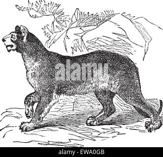 Cougar oder Puma oder Panther oder Berglöwe Puma Concolor, Vintage-Gravur. Alten graviert Abbildung von PUMA. Stock Vektor