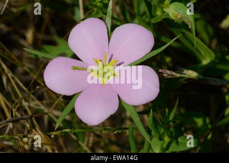 Prairie Rose-Enzian Stockfoto