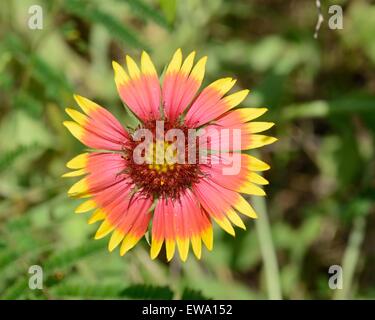 Indische Decke Stockfoto