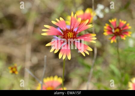 Indische Decke Stockfoto