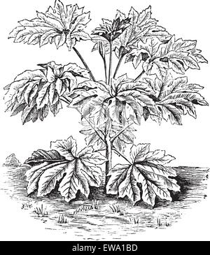 Reis – Papierfabrik oder Tung-Tsau oder Tetrapanax Papyriferus, Vintage-Gravur. Alten graviert Abbildung einer Reispflanze – Papier. Stock Vektor