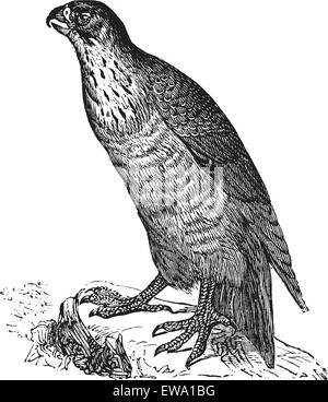 Wanderfalke oder Falco Peregrinus, Vintage-Gravur. Alten graviert Außenillustration ein Wanderfalke. Stock Vektor