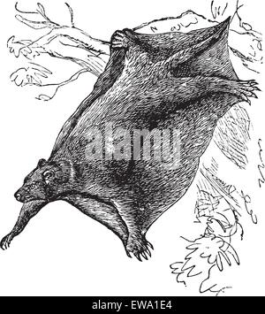 Cynocephalus Volans auch bekannt als Galeopitheque, graviert Vintage Illustration des Cynocephalus Volans. Stock Vektor