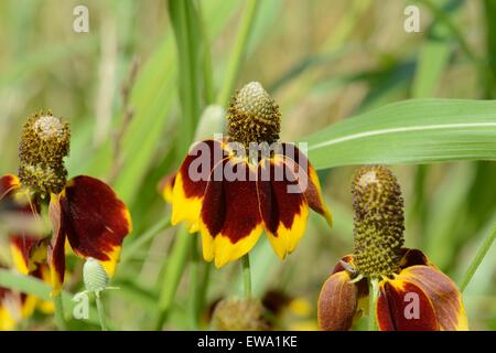 Mexican Hat Wildblumen Stockfoto