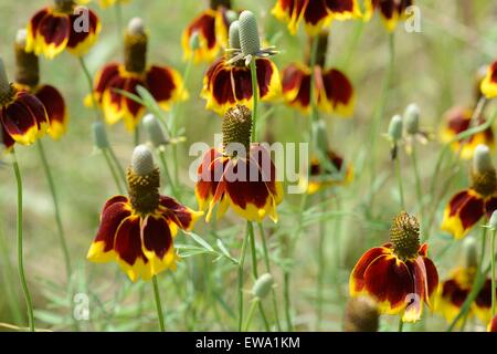 Mexican Hat Wildblumen Stockfoto