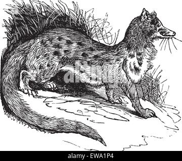 Rostig - gefleckte Ginsterkatze oder Genetta maculata oder Panther Genet, vintage Gravur. Alte eingravierten Abbildung: Rusty - gefleckte Ginsterkatze auf der Wiese. Stock Vektor
