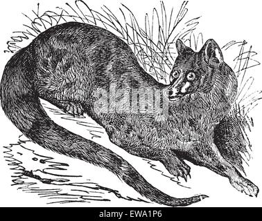 Gemeinsame genet oder Genetta genetta oder Europäischen genet oder kleine gefleckte Ginsterkatze, vintage Gravur. Alte eingravierte Darstellung der Gemeinsamen Genet. Stock Vektor