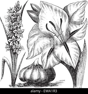 Gladiolen oder Schwertlilie, vintage Gravur. Alte eingravierten Abbildung: Gladiolus mit Gladiolus communis, auf einem weißen Hintergrund. Stock Vektor