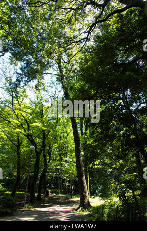 Komaba Park, Meguro-Ku, Tokyo, Japan Stockfoto