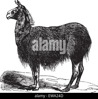 Guanako (Lama Auchenia) Vintage Gravur. Alte eingraviert Darstellung der Lama Auchenia Stock Vektor
