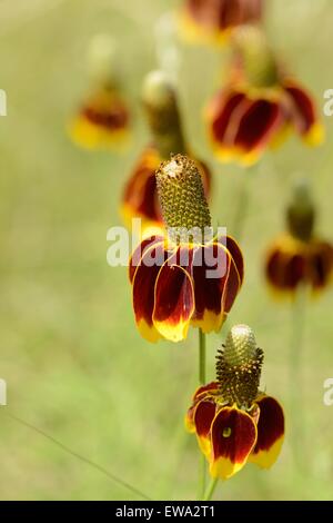 Mexican Hat Wildblumen Stockfoto