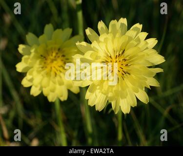 Texas-Löwenzahn Stockfoto