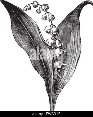 Convallariaarten Majalis oder Maiglöckchen oder die Maiglöckchen, graviert Vintage Illustration. Trousset Enzyklopädie (1886-1891). Stock Vektor