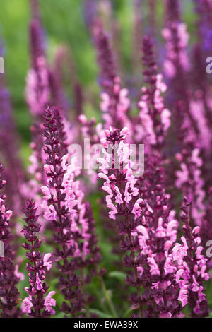 Salvia X superba, die 'Rose Queen' blüht. Stockfoto