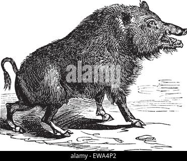 Wildschwein oder Sus Scrofa oder Wildschwein oder Wildschwein oder Razorback oder Wildschwein oder europäischen Wildschwein, Vintage Gravur. Alten graviert Abbildung von Wildschweinen. Stock Vektor