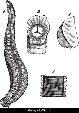 Medizinische Blutegel oder Hirudo Medicinalis oder europäischen medizinischen Blutegel, Vintage-Gravur. Alten graviert Abbildung der medizinische Blutegel und Körper Teile isoliert auf einem weißen Hintergrund. Stock Vektor