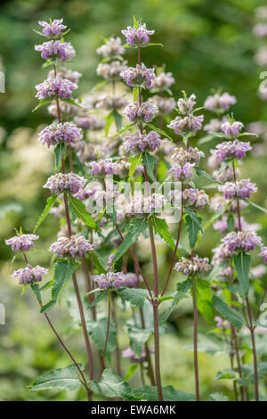 Jerusalem Salbei Lampwick Pflanze Phlomis tuberosa Stockfoto