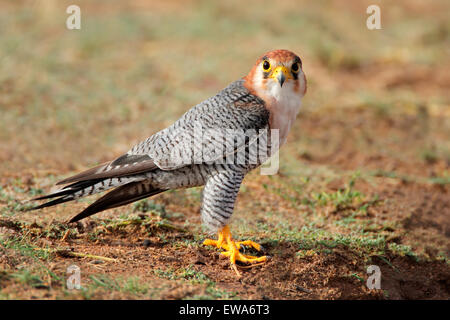 Ein rot-necked Falke (Falco Chicquera) sitzen auf dem Boden, Kalahari-Wüste, Südafrika Stockfoto