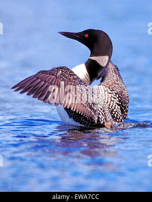 Gemeinsamen Loon oder Great Northern Diver Flügel ausbreiten Stockfoto