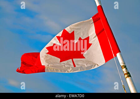 Kanadische Flagge in rot und weiß mit Ahornblatt Stockfoto
