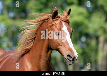 Chestnut Arabian Horse Hallion Galoping, Mähenfliegen, Portrait Head, Nahaufnahme Stockfoto