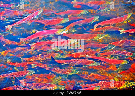 Schule der sockeye Lachse schwimmen im Fluss zu Ihrer individuellen Laichgebiete Stockfoto
