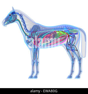 Pferdenanatomie - Innere Anatomie eines Pferdes Stockfoto