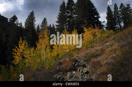 Herbstfarben in der Nähe von Lake Tahoe, Kalifornien Stockfoto
