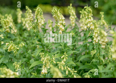 Digitalis Grandiflora große blühende Fingerhut große gelbe Fingerhut Stockfoto